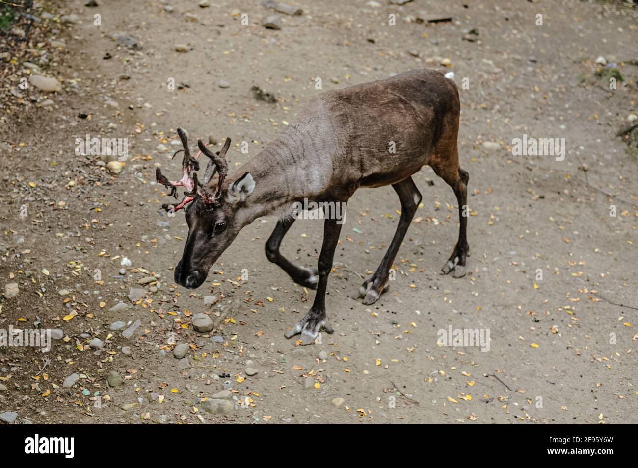 When deer fight back: deer fight to gain, or retain, dominance. Stock Photo