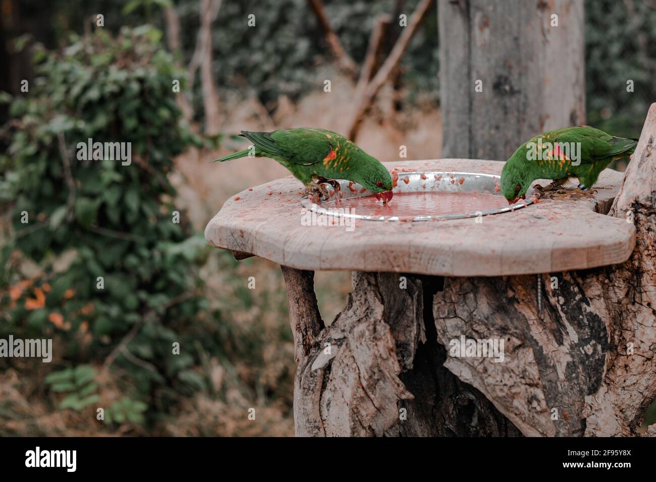Lunch with parrots lories and lorikeets Stock Photo