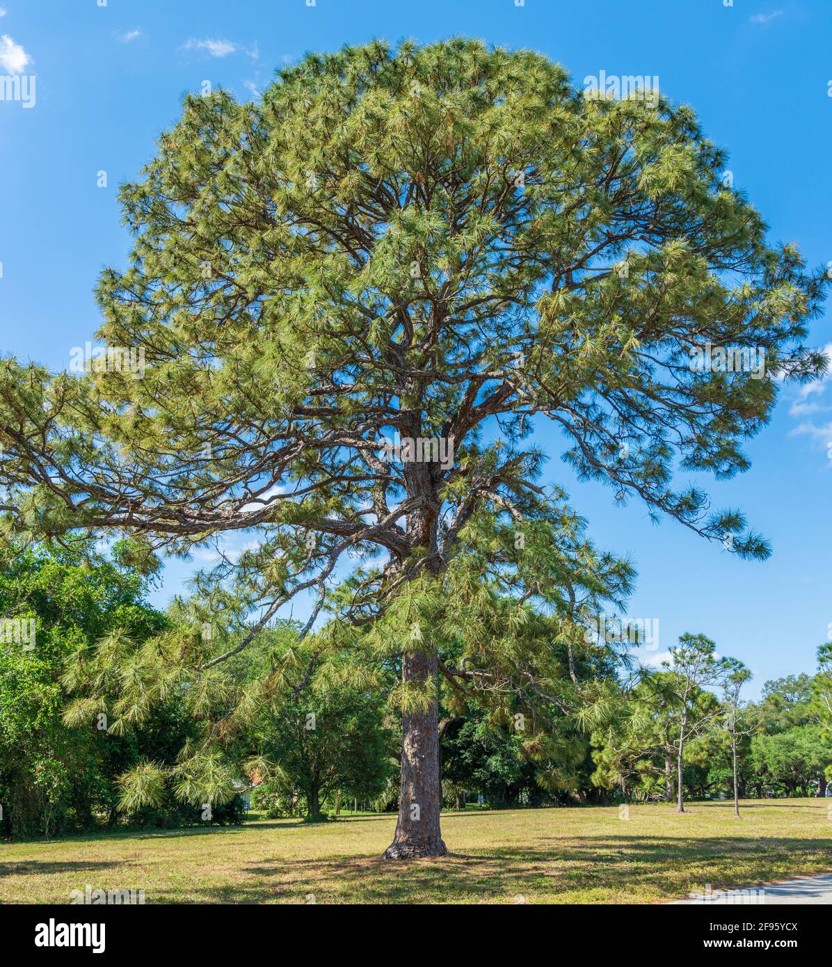Slash pine tree (Pinus elliottii), vertical - Pine Island Ridge Natural Area, Davie, Florida, USA Stock Photo
