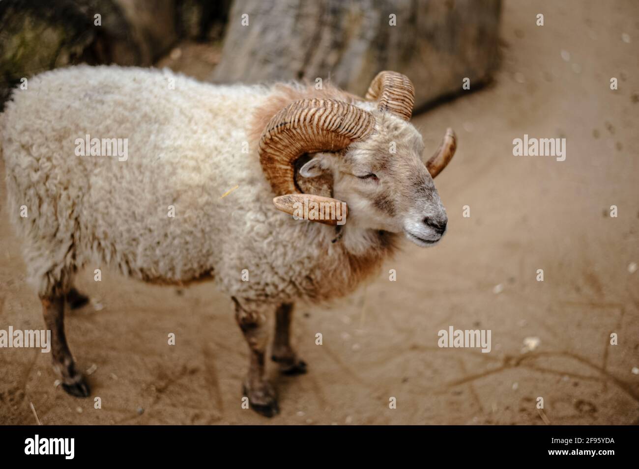 Sleepy sheep: I just want eat and sleep Stock Photo - Alamy