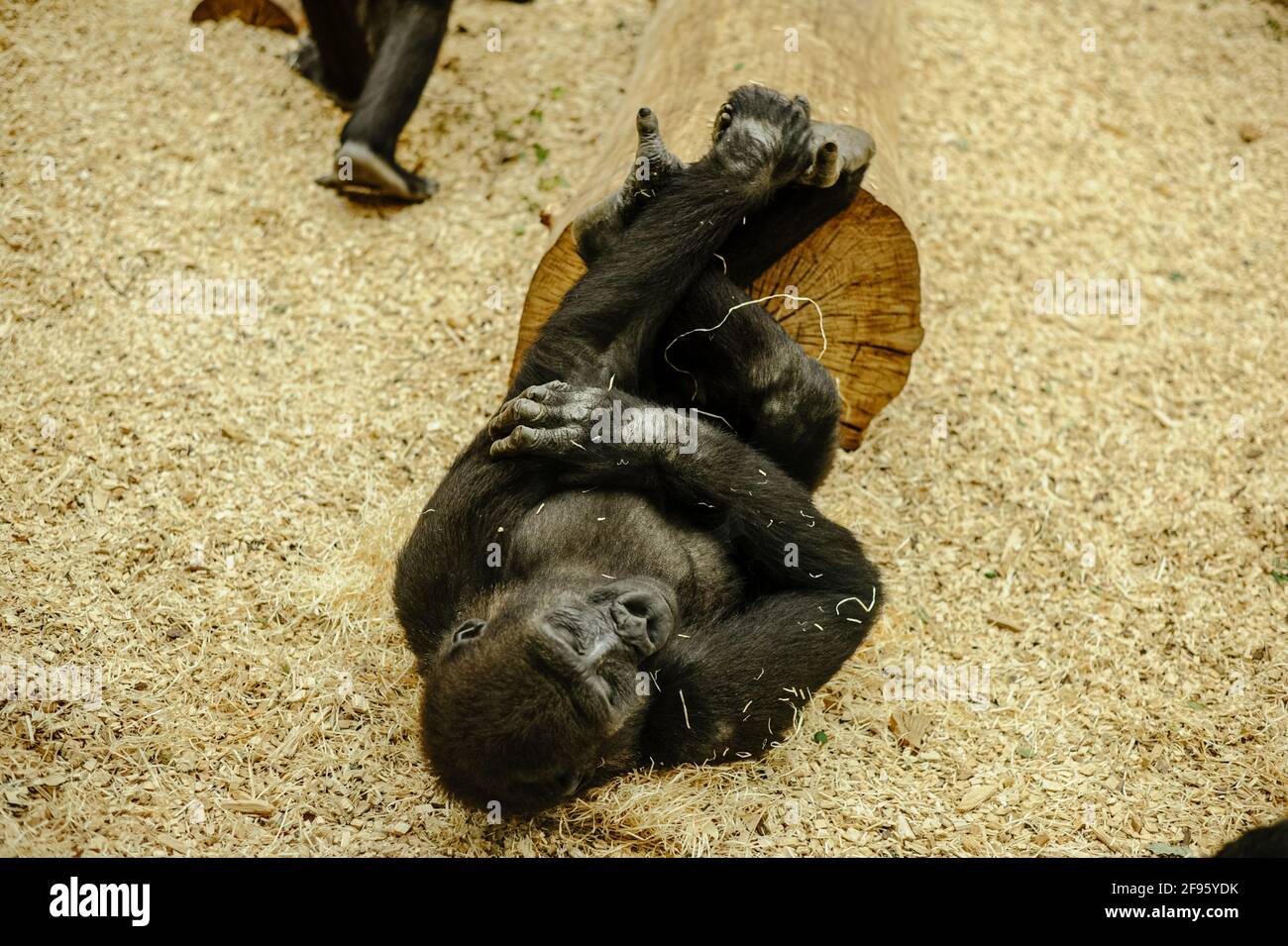 Meditating gorilla ,a day in the life of a gorilla, Stock Photo