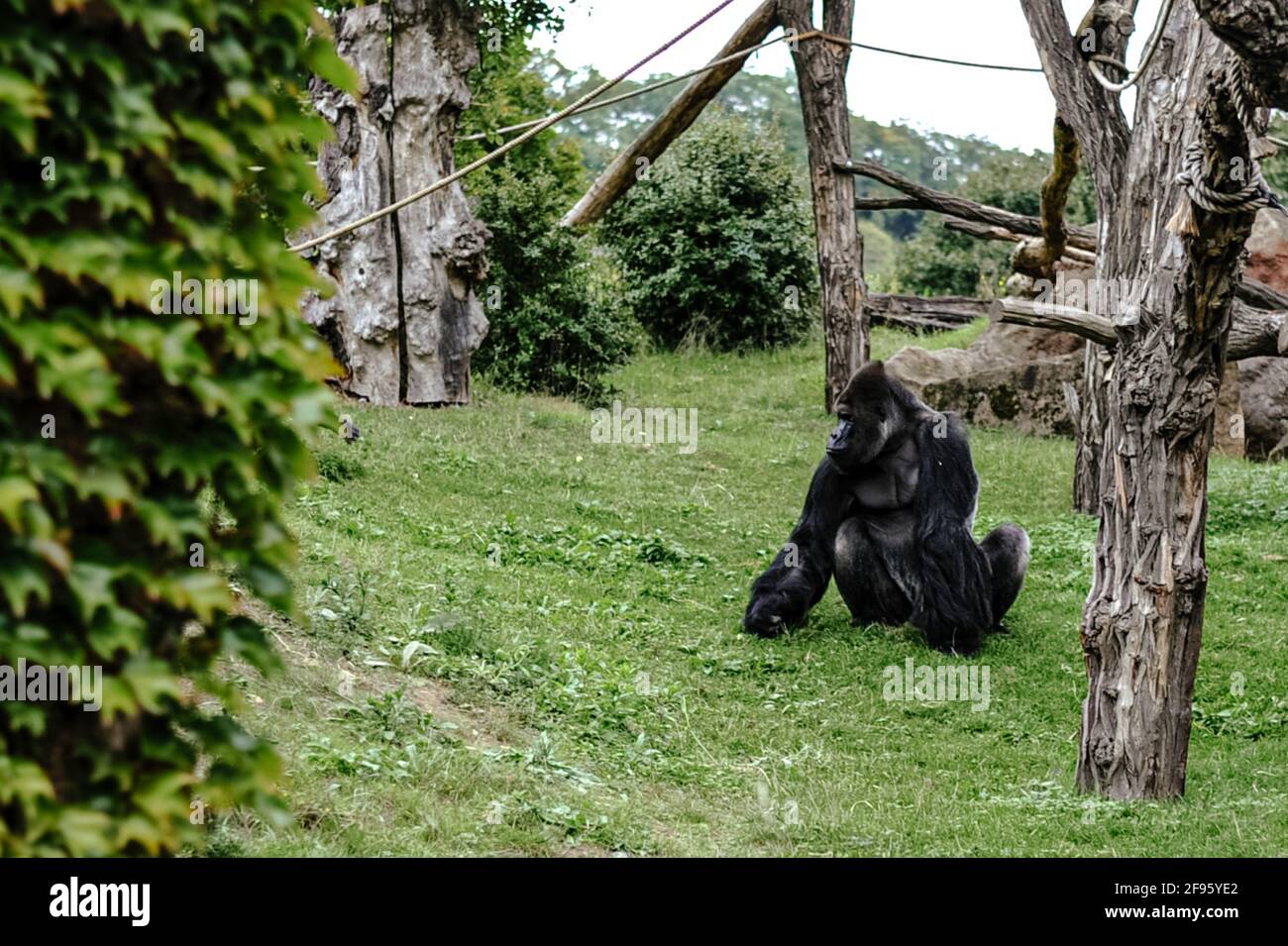 Charismatic  animals, gorillas share 98.3% of their DNA with humans. Stock Photo