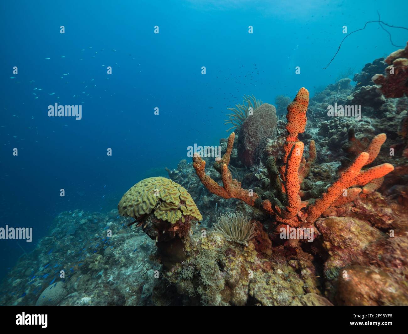 Seascape with fish, coral and sponge in coral reef of Caribbean Sea, Curacao Stock Photo