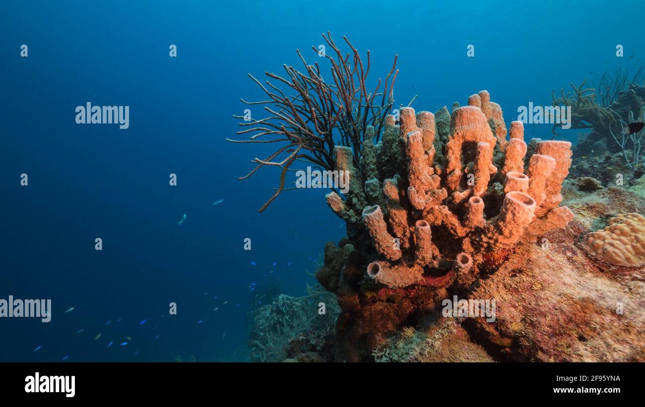 Seascape with fish, coral and sponge in coral reef of Caribbean Sea, Curacao Stock Photo