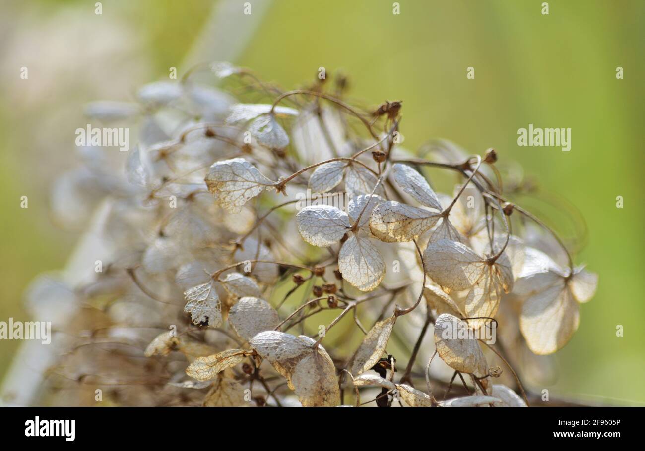Hydrangea macrophylla dry flowers Stock Photo Alamy