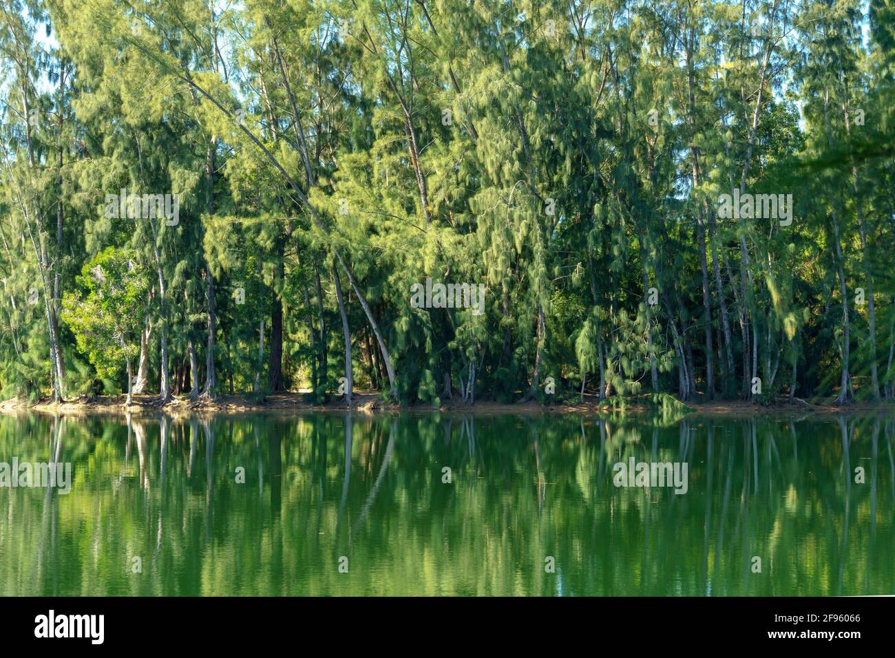 Australian pine trees with green reflection in lake Wolf Lake Park