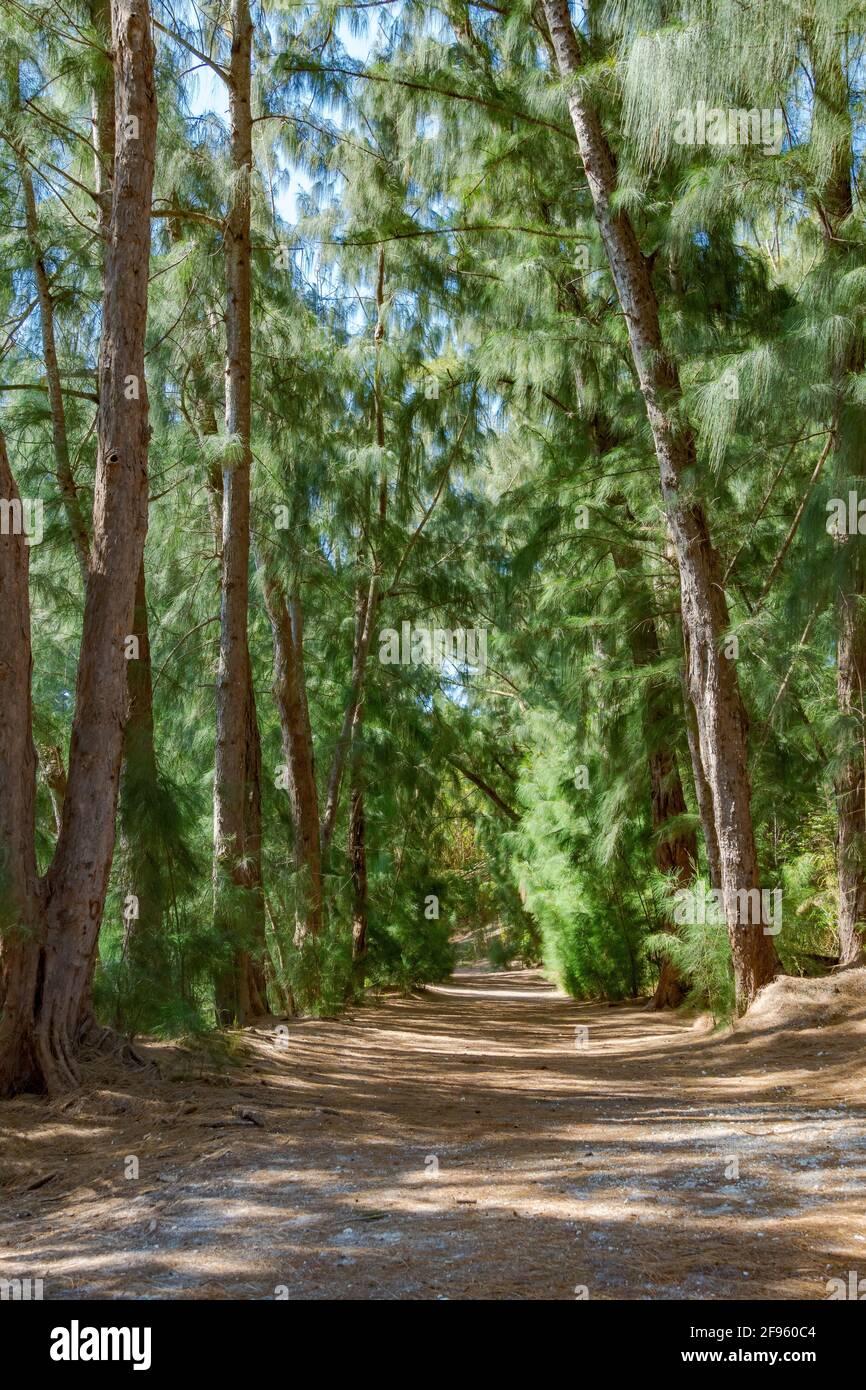 Trail through Australian pine trees (Casuarina equisetifolia) at Wolf Lake Park, vertical