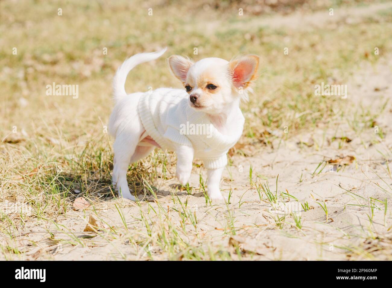 Chihuahua dog going on green grass background. White Chihuahua puppy