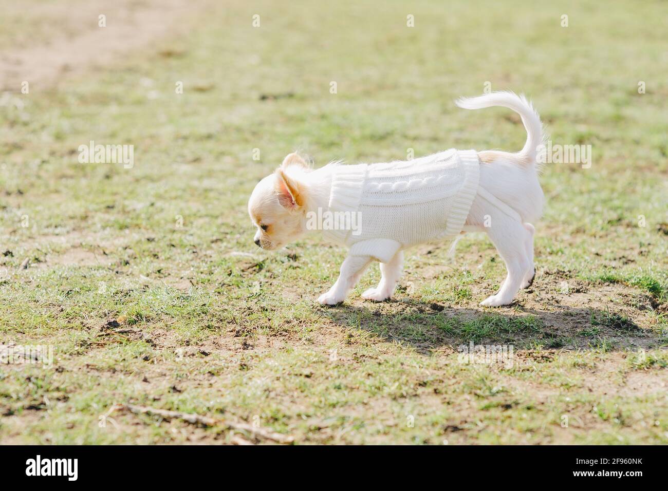 Chihuahua dog going on green grass background. White Chihuahua puppy