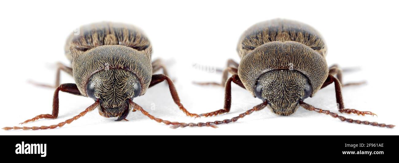 Agriotes lineatus (left) and Agriotes obscurus (right) are a beetles from the family of Elateridae. It larvae are important pest in soil of many crops Stock Photo