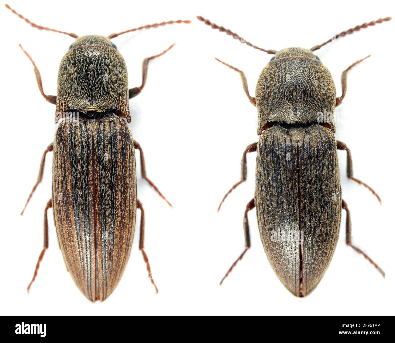 Agriotes lineatus (left) and Agriotes obscurus (right) are a beetles from the family of Elateridae. It larvae are important pest in soil of many crops Stock Photo