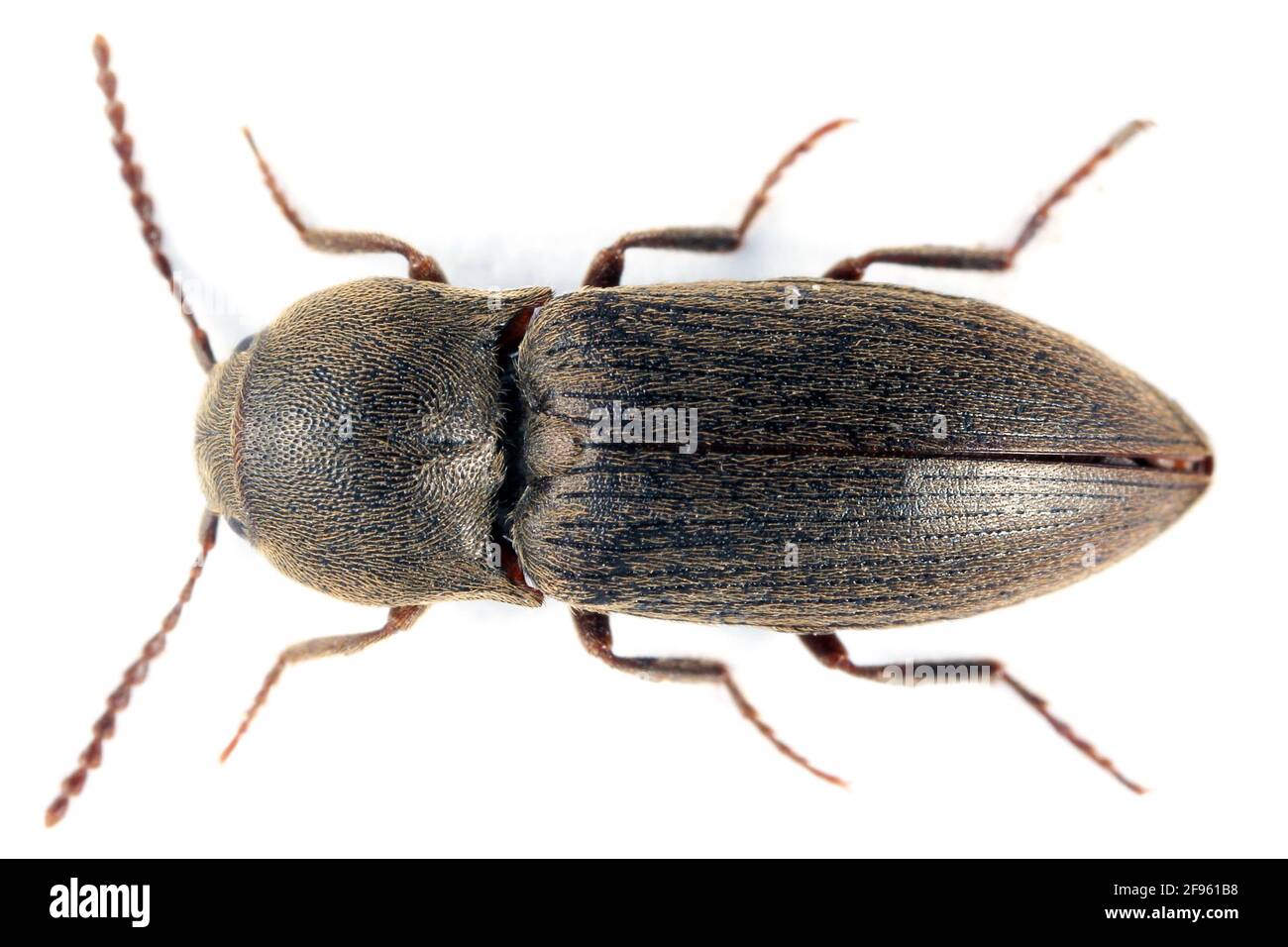 Agriotes obscurus is a species of beetle from the family of Elateridae. It larvae are important pest in soil of many crops. Insect from top. Stock Photo