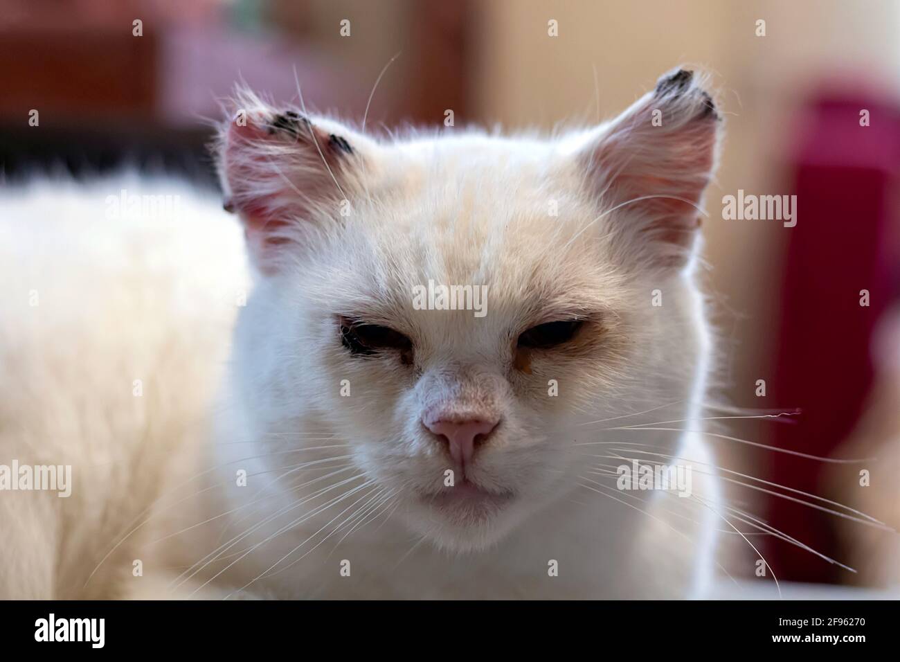 Sick cat eyes and years. White abandoned and sick cat has sore eyes due