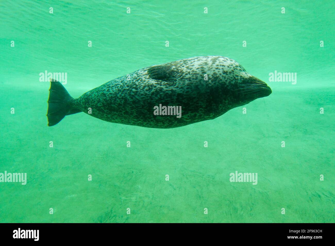 Common seal / harbour seal swimming upside down underwater in basin at Seal Centre / Seehundstation Friedrichskoog, Schleswig-Holstein, Germany Stock Photo