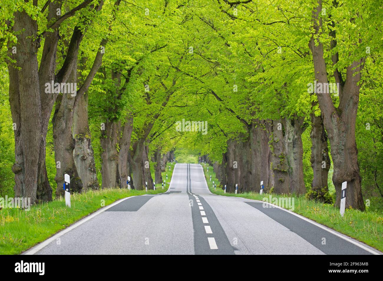 Empty road lined with silver linden / silver lime trees (Tilia tomentosa) in spring, Mecklenburg Western Pomerania, Germany Stock Photo