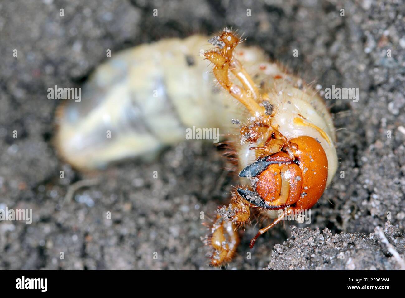 The larva of the May beetle Common Cockchafer or May Bug (Melolontha melolontha). Grubs are important pest of plants. Stock Photo