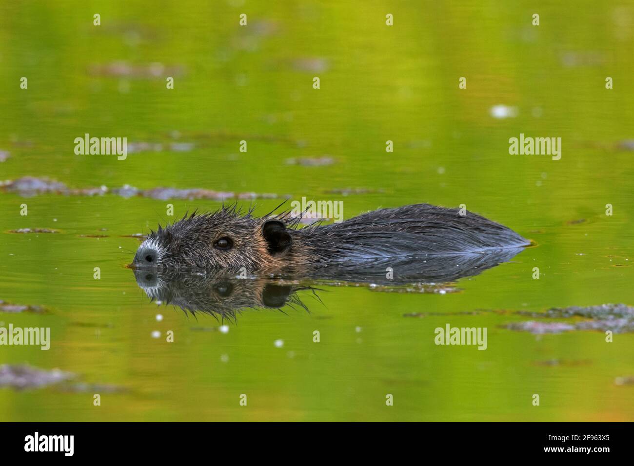 Coypu / nutria (Myocastor coypus) introduced species from South America swimming in water of lake / pond Stock Photo