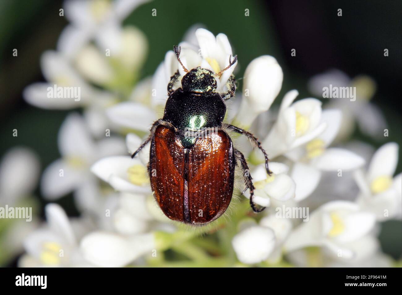 Garden Chafer Beetle – Phyllopertha horticola on flower Stock Photo