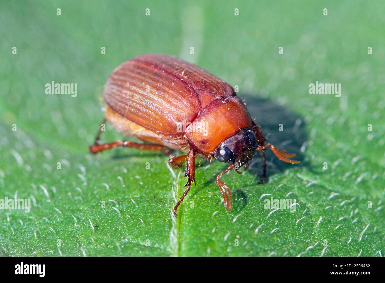 Brown chafer Serica brunnea on leaf. Stock Photo