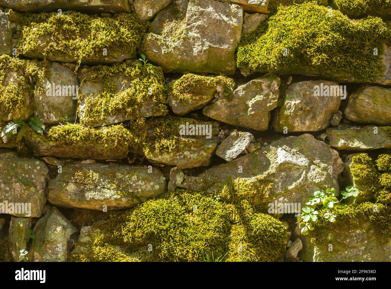 Green moss on stone hi-res stock photography and images - Alamy