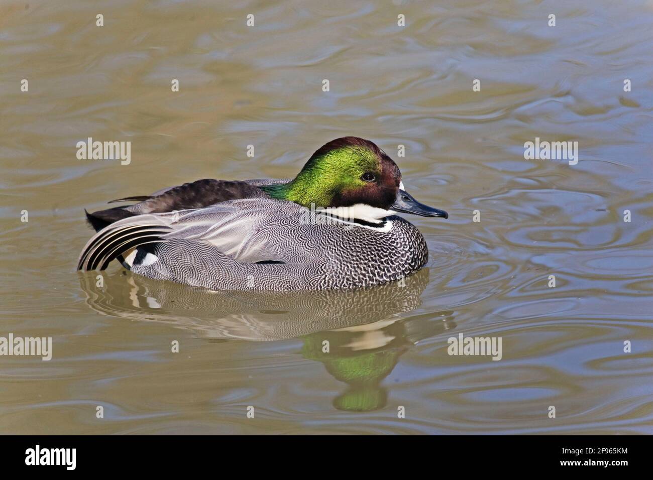 Swimming male Falcated Teal, Anas falcata Stock Photo