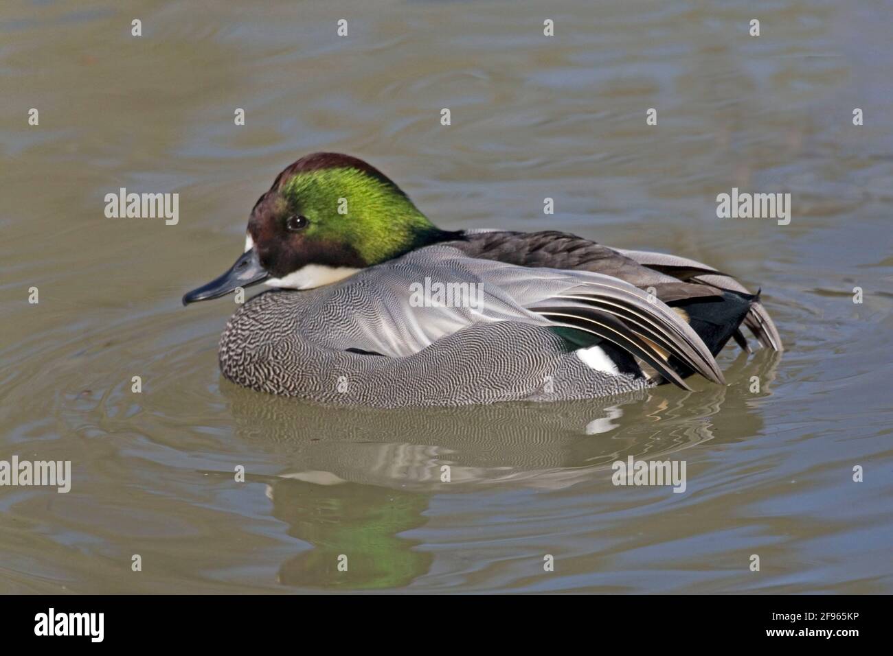 Male Falcated Teal, Anas falcata, on the water Stock Photo