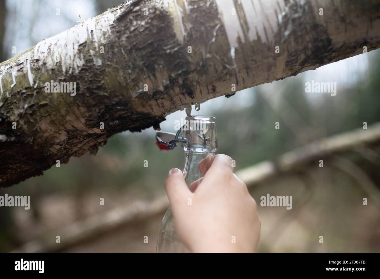 Extracted birch sap in a glass bottle. Stock Photo