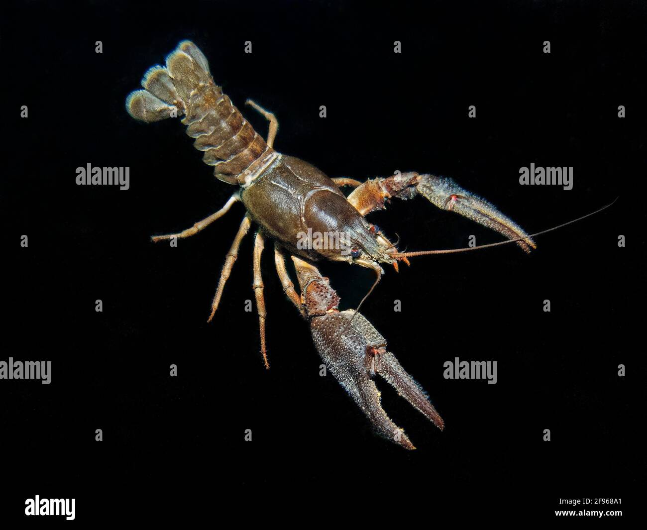 Crayfish or European crayfish, Astacus astacus Stock Photo