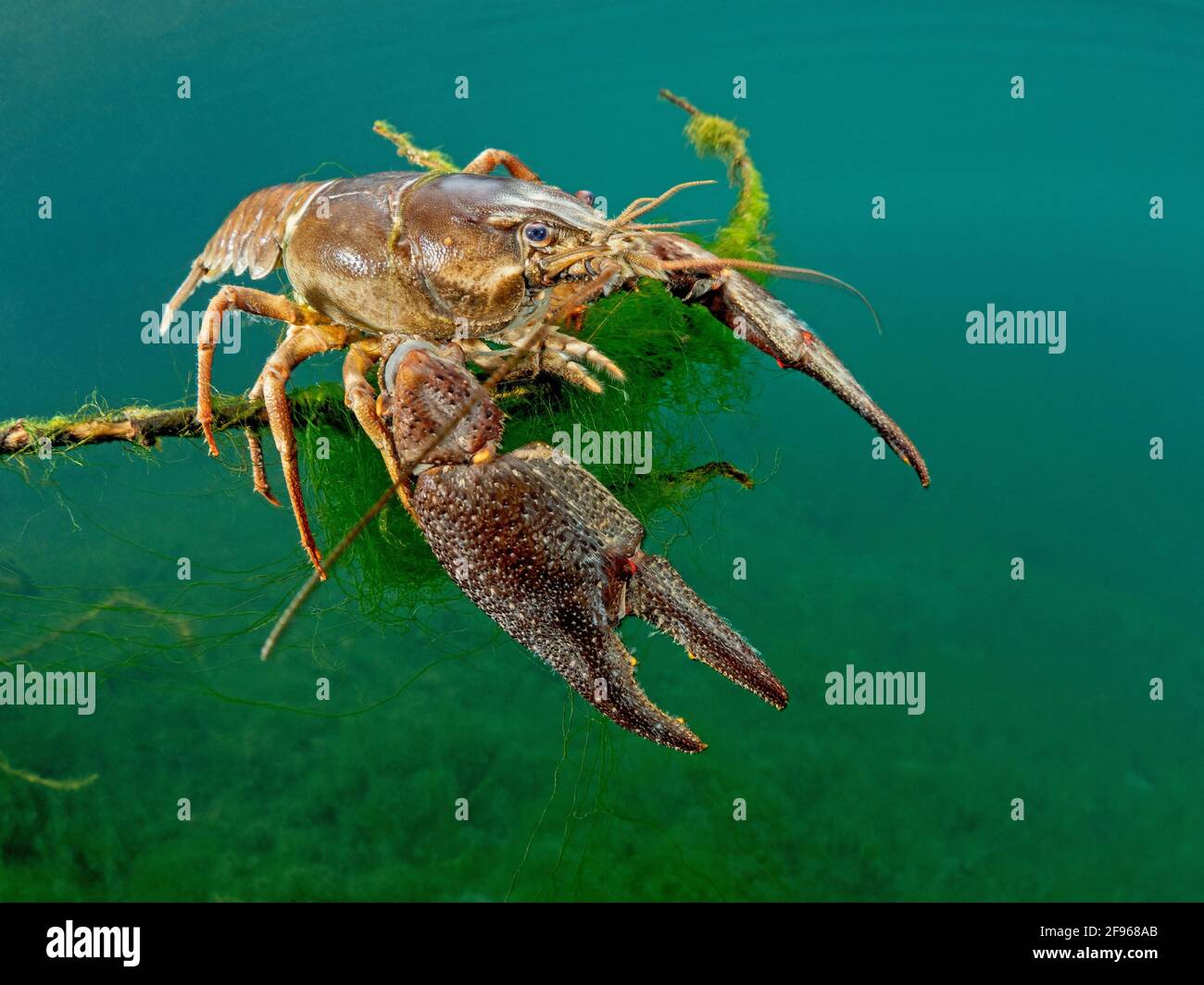 Crayfish or European crayfish, Astacus astacus Stock Photo