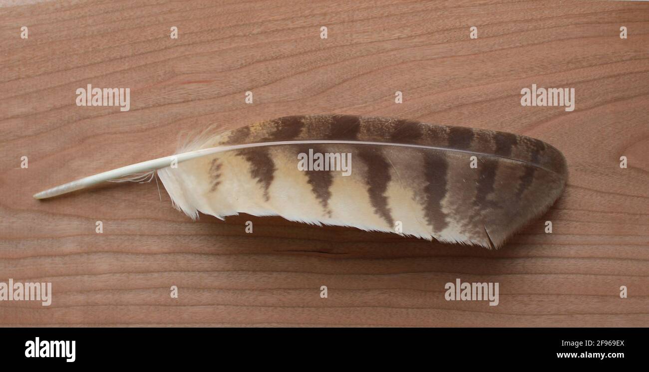 A Great Horned Owl Feather Stock Photo