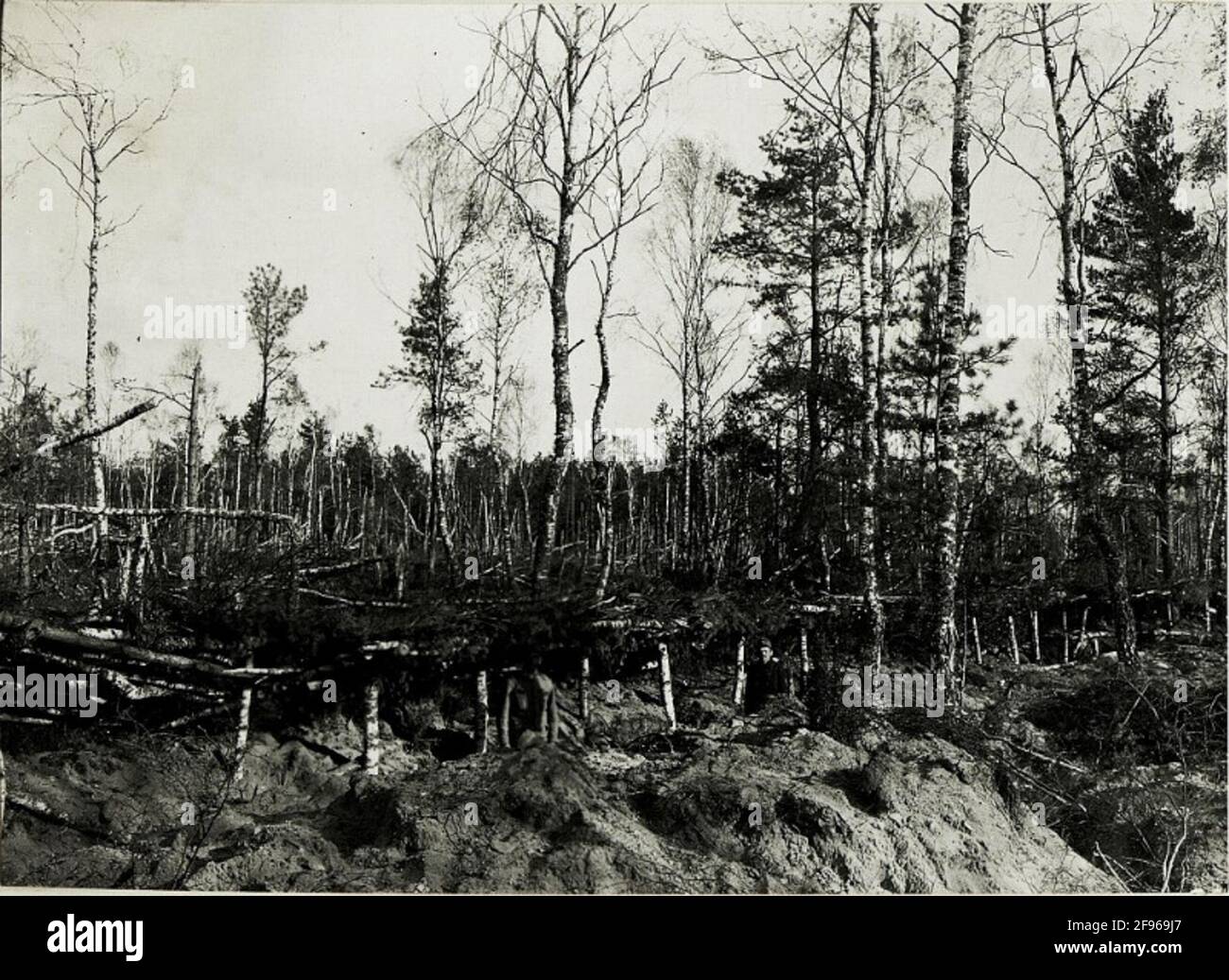 Look at the covered castle trench of the Infantry Regiment No. 62 and on the formed by machine gunfire in the forest at Janòw. . Stock Photo