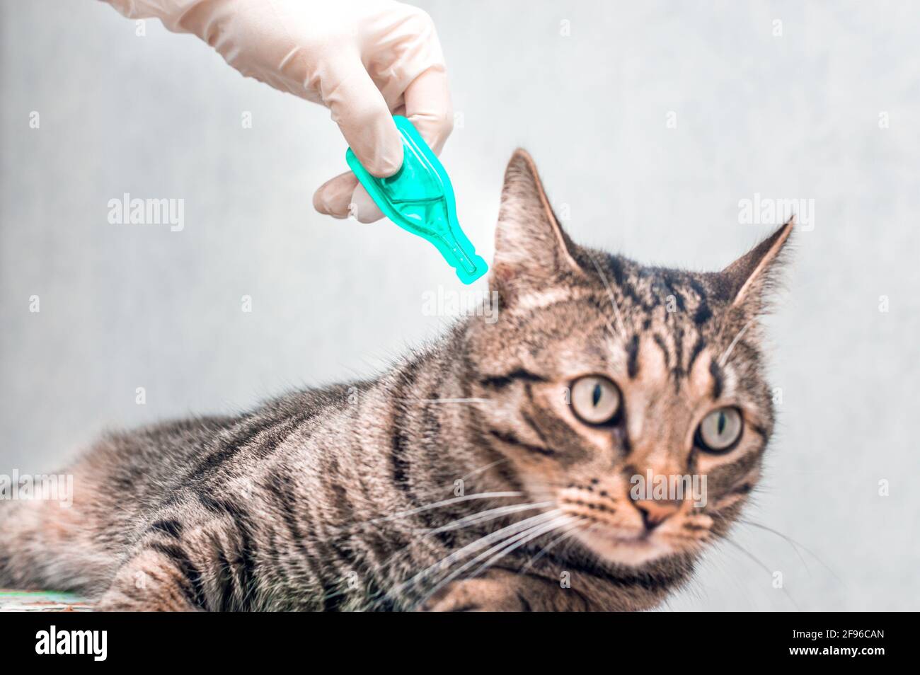 Treatment of a cat from ticks, fleas, parasites at the withers with drops in closeup. Man in