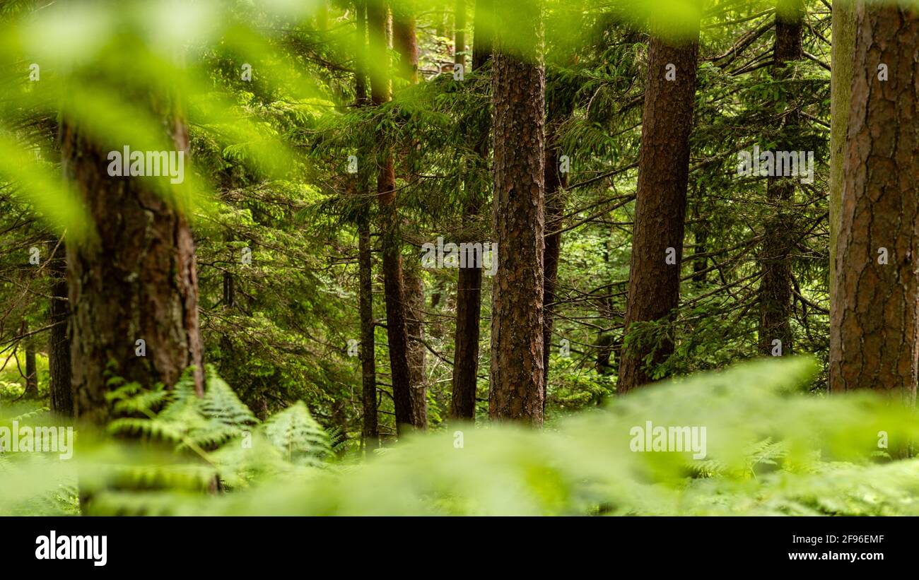 Foreground conifer trees hi-res stock photography and images - Alamy