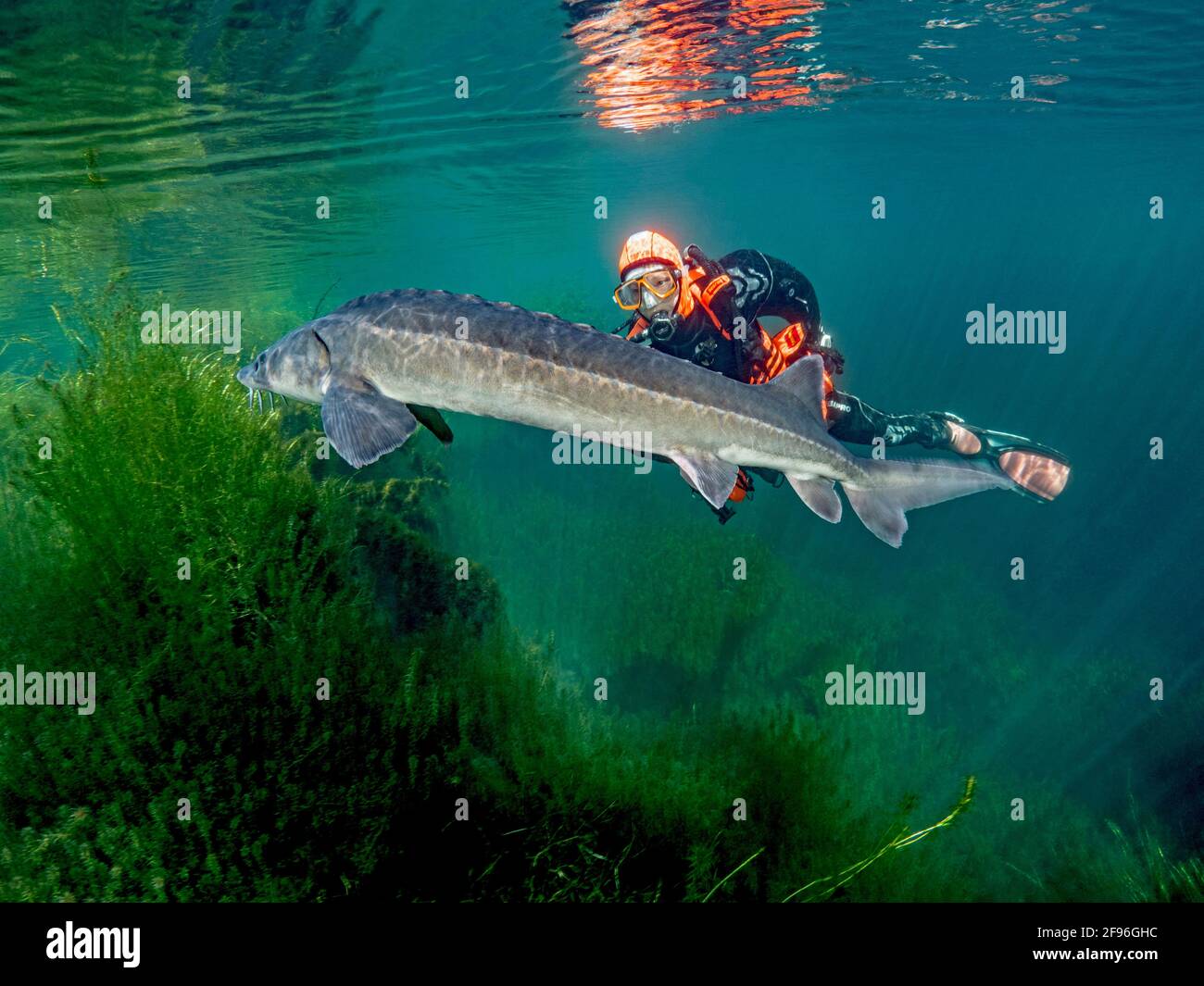 European sturgeon or Beluga sturgeon, Huso huso, Stock Photo