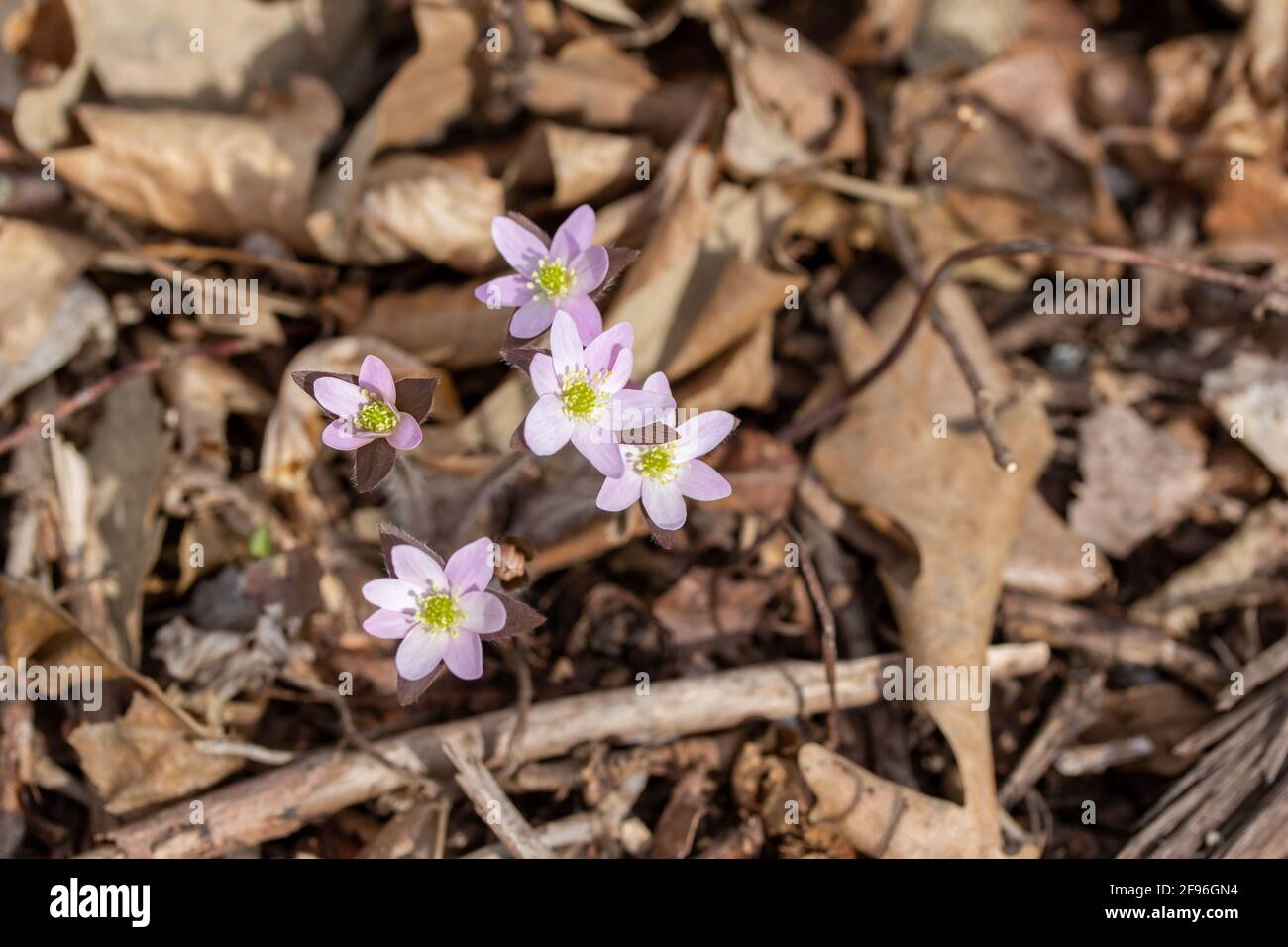 Sharp lobed hepatica hi-res stock photography and images - Alamy