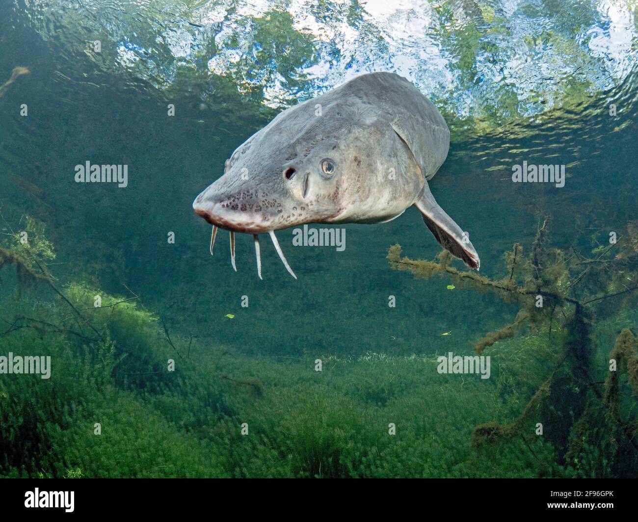 Huso Huso High Resolution Stock Photography and Images - Alamy