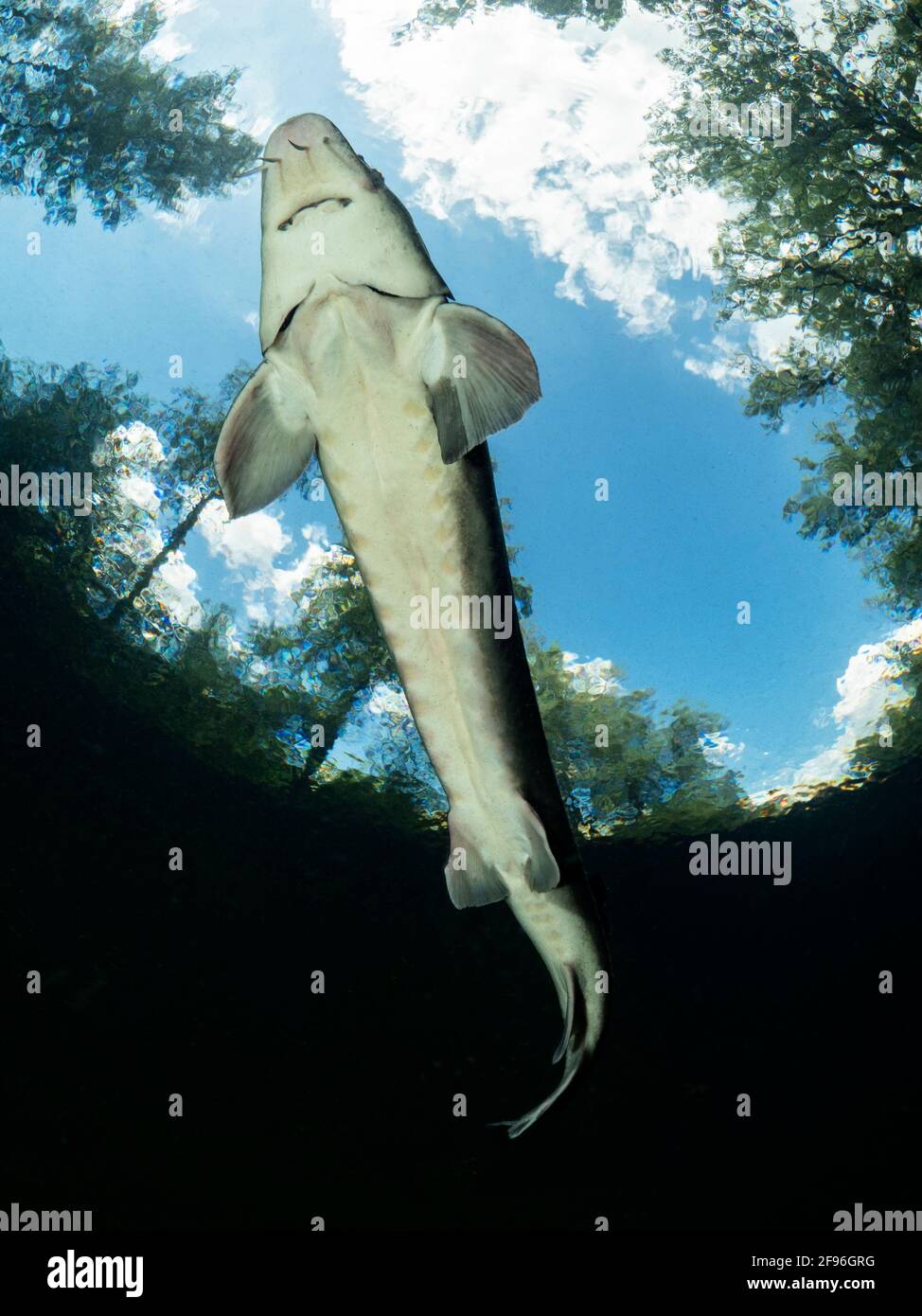 European sturgeon or Beluga sturgeon, Huso huso Stock Photo - Alamy
