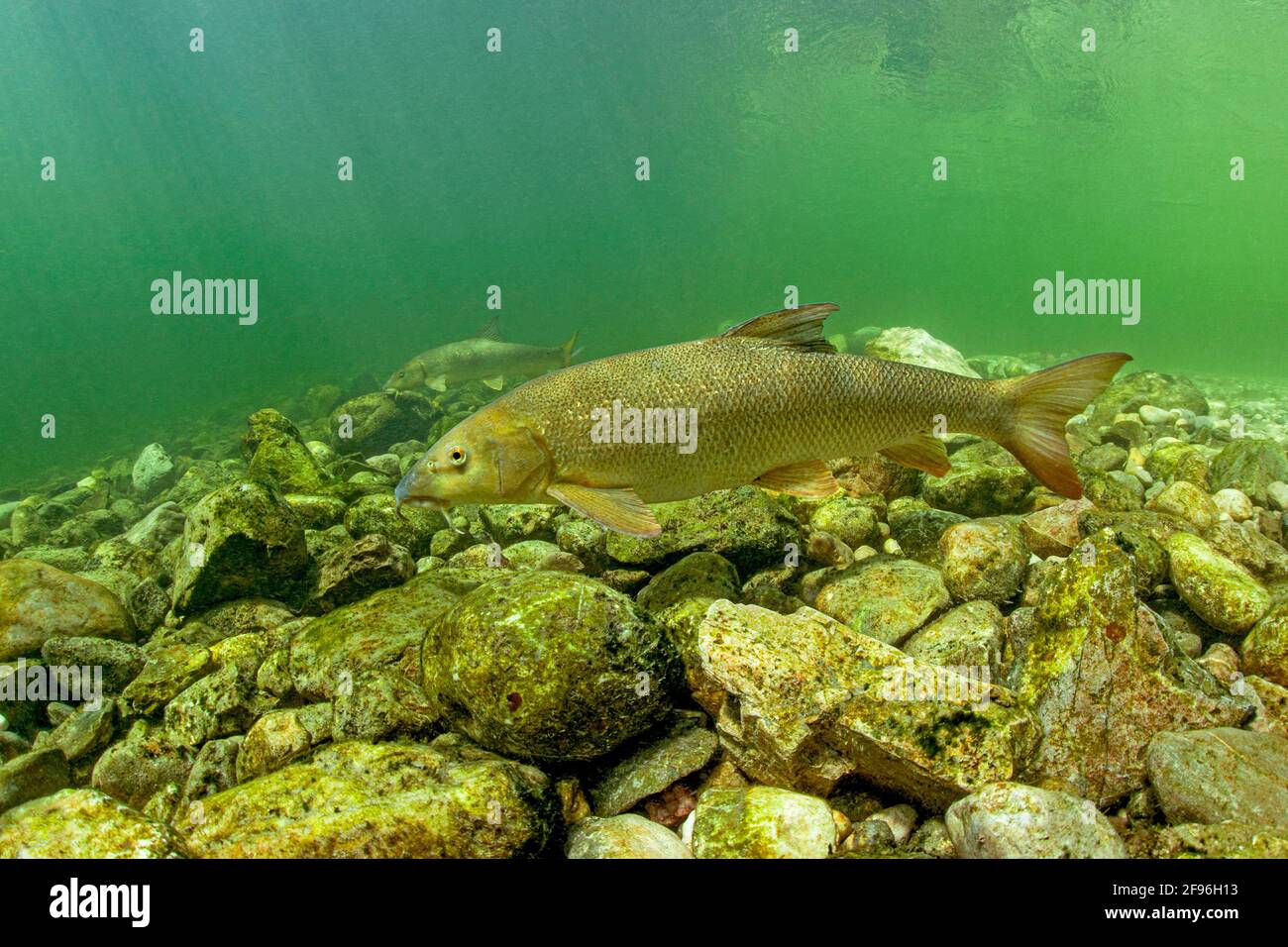 barbel, Barbus barbus, river Traun in Austria Stock Photo