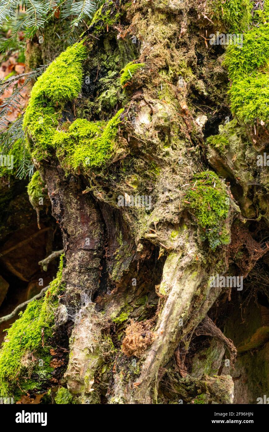Dead stump, dead wood, Steinbachtal near Mettlach-Dreisbach, Saartal, Saarland, Germany Stock Photo