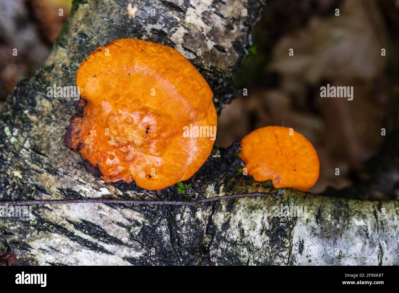 Northern cinnabar sponge (Pycnoporus cinnabarinus) or Vermilion Tramete Stock Photo