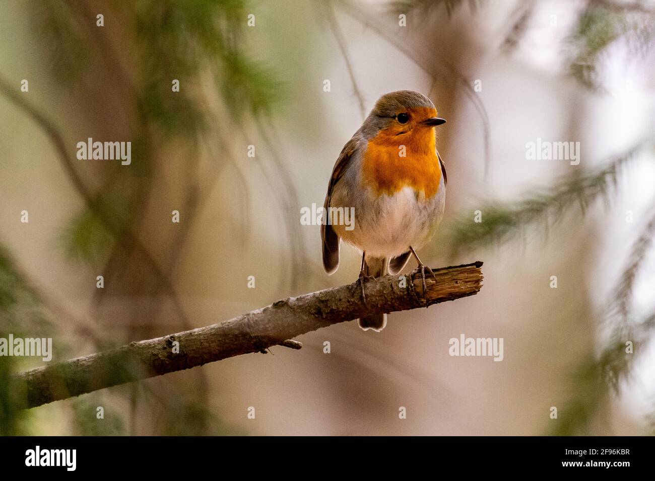 Redrobin hi-res stock photography and images - Alamy