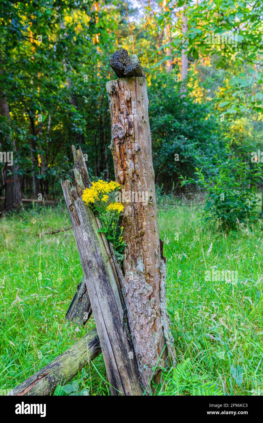 Blooming ragwort or ragwort (Senecio jacobaea), poisonous plant Stock Photo