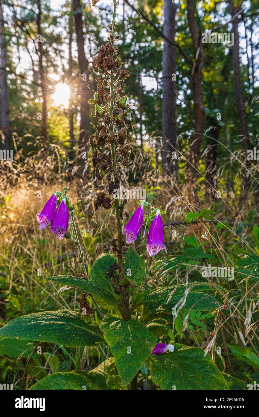 Foxglove in the forest, sunlight Stock Photo - Alamy