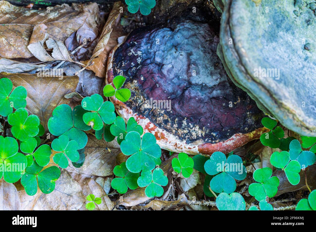 Tinder fungi on a tree hi-res stock photography and images - Alamy