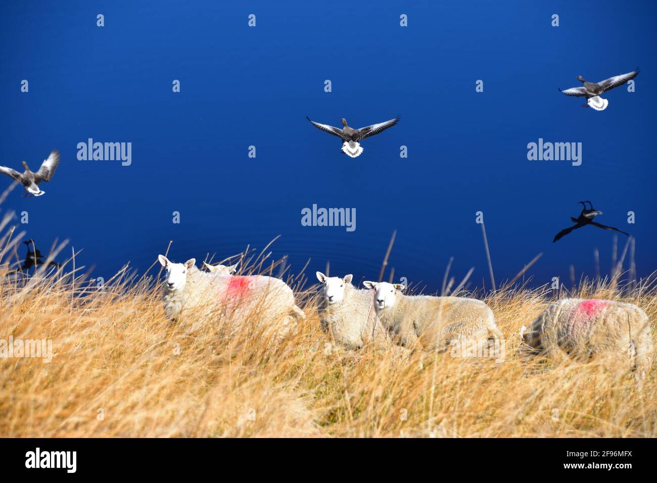 Walshaw Dean Reservoirs, Pennine Way, South Pennines, West Yorkshire Stock Photo