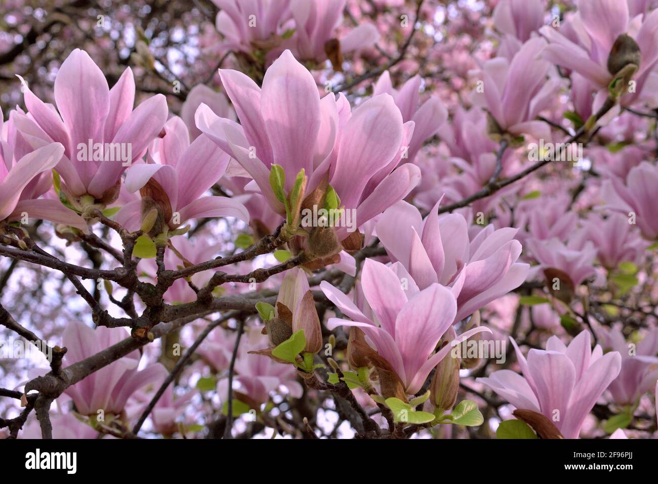 MAGNOLIA PINK FLOWERS IN FULL BLOOM IN SPRING Stock Photo - Alamy