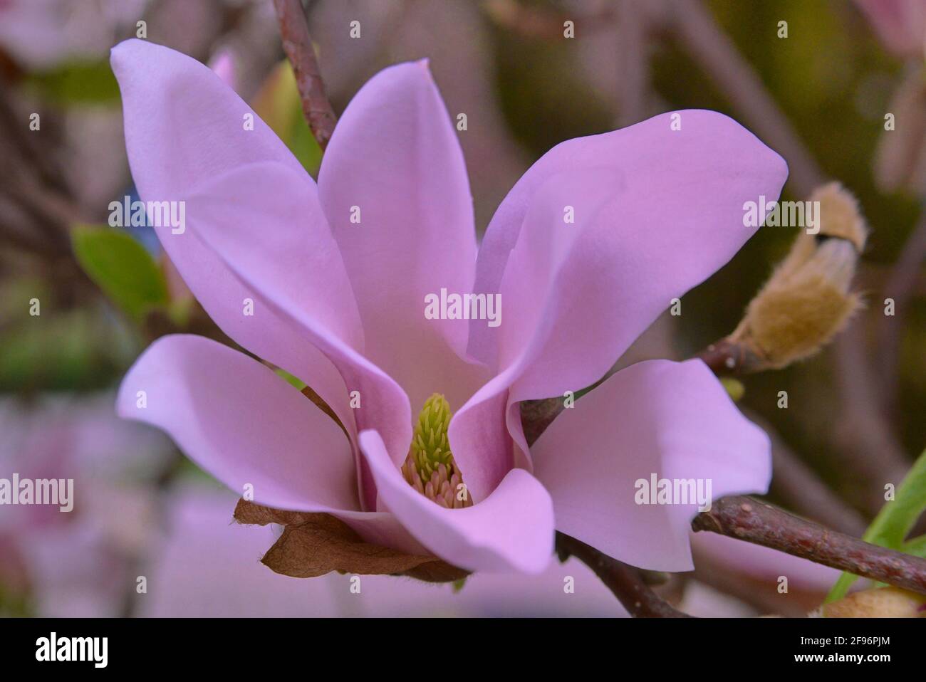 MAGNOLIA PINK FLOWERS IN FULL BLOOM IN SPRING Stock Photo - Alamy