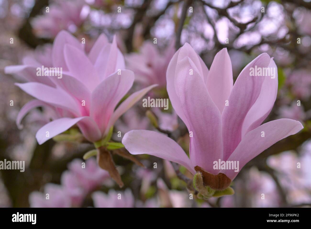 MAGNOLIA PINK FLOWERS IN FULL BLOOM IN SPRING Stock Photo - Alamy