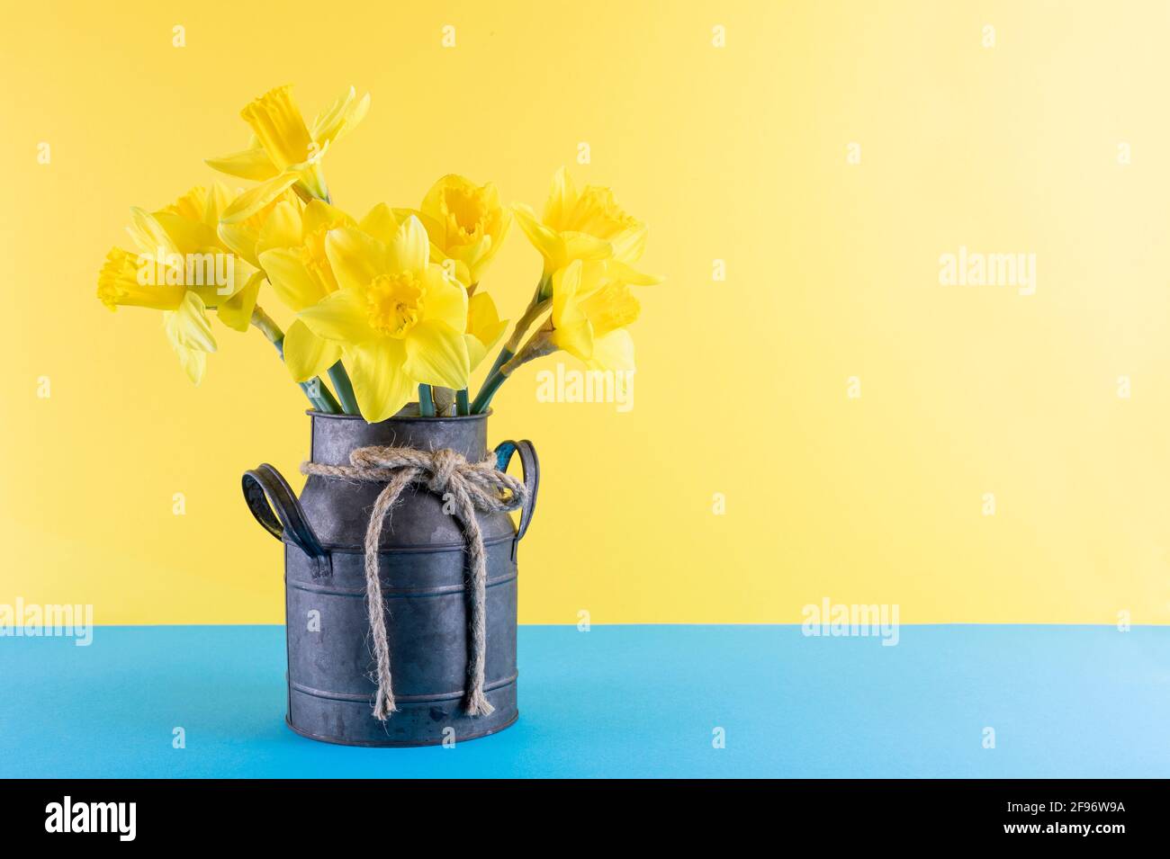 Fresh spring bright yellow daffodils flowers in metal pot on blue and yellow background. Copy space. Stock Photo