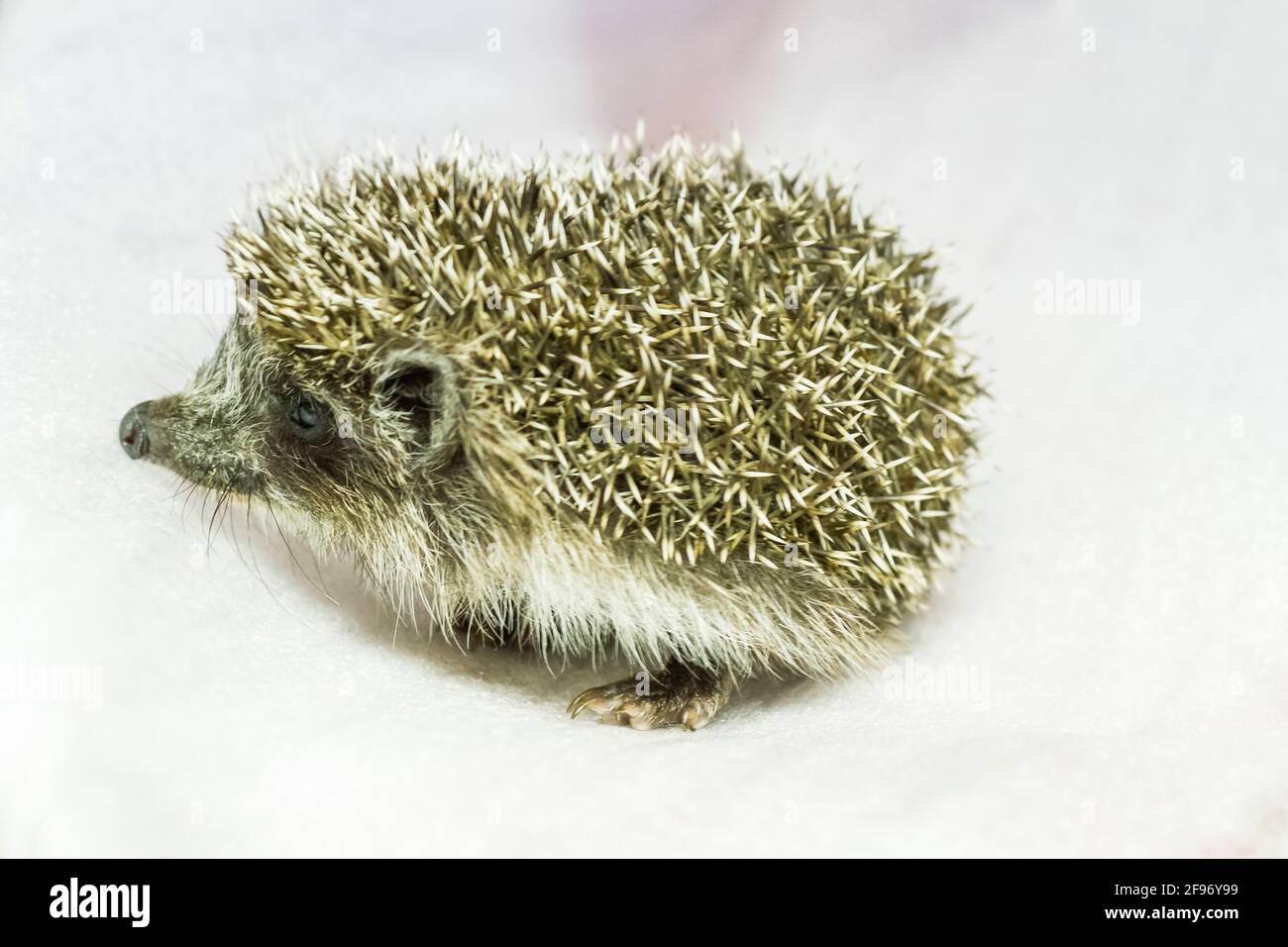 Little West European hedgehog or common hedgehog Stock Photo Alamy
